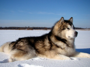 Photo №2 de l'annonce № 430 de la vente malamute de l'alaska - acheter à Fédération de Russie annonce privée