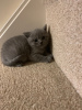 Photo №4. Je vais vendre british shorthair en ville de Ludwigslust. annonce privée, éleveur - prix - 350€