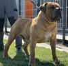 Photos supplémentaires: Chiots Boerboel Mastiff sud-africains