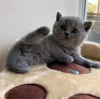 Photo №1. british shorthair - à vendre en ville de Вилкавишкис | négocié | Annonce № 53573