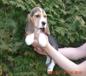 Photo №1. beagle - à vendre en ville de Dmitrov | 501€ | Annonce №1808