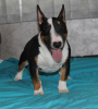 Photo №1. bull terrier - à vendre en ville de Belgrade | négocié | Annonce №103654