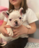 Photo №4. Je vais vendre bouledogue en ville de Дрезден. annonce privée - prix - 265€