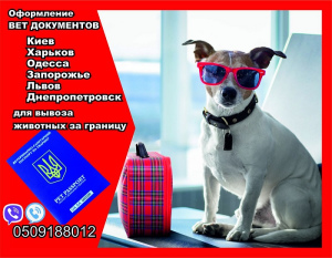 Photo №1. Services vétérinaires en ville de Kiev. Price - Négocié. Annonce № 5052