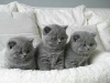 Photo №1. british shorthair - à vendre en ville de Kiev | 2€ | Annonce № 122576