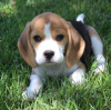 Photo №1. beagle - à vendre en ville de Rothenburg ob der Tauber | 360€ | Annonce №124726