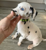 Photo №4. Je vais vendre dalmatien en ville de Москва.  - prix - Gratuit