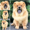 Photos supplémentaires: Chow Chow, de beaux chiots