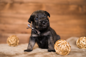 Photos supplémentaires: Des chiots Mittelschnauzer sont proposés, très beaux, mignons et ludiques)