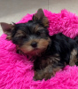 Photo №1. yorkshire terrier - à vendre en ville de Uppsala | Gratuit | Annonce №89560