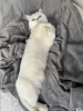 Photos supplémentaires: Je vends un chat. Chinchilla couleur argent