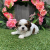 Photo №2 de l'annonce № 99906 de la vente shih tzu - acheter à Allemagne éleveur