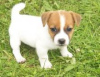 Photo №1. jack russell terrier - à vendre en ville de Paris | négocié | Annonce №124759