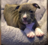 Photo №1. american pit bull terrier - à vendre en ville de Genève | 600€ | Annonce №71876