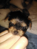 Photo №1. biewer yorkshire terrier, yorkshire terrier - à vendre en ville de Riga | 550€ | Annonce №122551