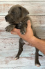 Photos supplémentaires: Abécédaire chiots et adolescents