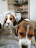 Photo №4. Je vais vendre beagle en ville de Munich. annonce privée - prix - 340€