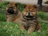 Photo №4. Je vais vendre chow-chow en ville de Bečej.  - prix - 550€