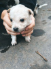 Photo №3. Deux petites peluches recherchent de toute urgence un foyer !. Fédération de Russie