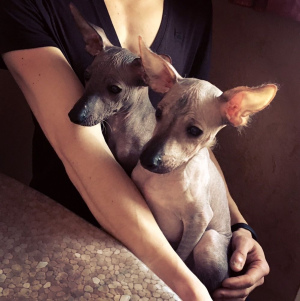 Photo №2 de l'annonce № 5902 de la vente xoloitzcuintle - acheter à Ukraine annonce privée