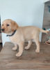 Photo №1. labrador retriever - à vendre en ville de Leipzig | 379€ | Annonce №127283