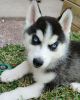 Photo №1. husky de sibérie - à vendre en ville de Tallinn | 400€ | Annonce №80544