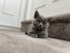 Photo №1. british shorthair - à vendre en ville de Trier | 350€ | Annonce № 108594