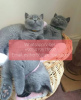 Photo №1. british shorthair - à vendre en ville de Rostov | 284€ | Annonce № 107033