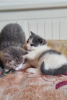 Photo №3. De magnifiques chatons trapus.. USA