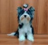 Photo №1. yorkshire terrier - à vendre en ville de Балыкесир | négocié | Annonce №31991