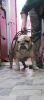 Photo №4. Je vais vendre bulldog anglais en ville de Zaporijia. annonce privée - prix - 822€
