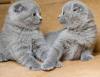 Photo №2 de l'annonce № 124251 de la vente scottish fold - acheter à Pays Bas 