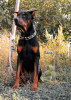 Photo №1. dobermann - à vendre en ville de Чирчик | 95€ | Annonce №65582