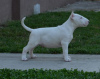 Photo №4. Je vais vendre bull terrier en ville de Москва. de la fourrière - prix - négocié