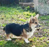 Photo №2 de l'annonce № 124907 de la vente welsh corgi - acheter à Serbie 