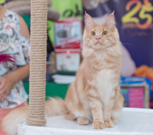 Photos supplémentaires: Chats Maine Coon et chats gratuits