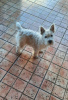 Photo №2 de l'annonce № 94390 de la vente west highland white terrier - acheter à Serbie 