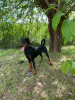 Photo №3. Jeune chien Doberman Pinscher. Serbie