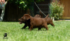 Photos supplémentaires: Chiots labrador retriever