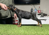 Photos supplémentaires: Chiots Dobermann