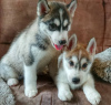 Photo №1. husky de sibérie - à vendre en ville de Berlin | négocié | Annonce №118838