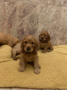 Photos supplémentaires: Beaux chiots Cocker Anglais en bonne santé à vendre