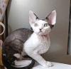 Photo №4. Je vais vendre devon rex en ville de Indianapolis.  - prix - 284€