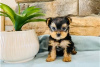 Photo №3. Teacup Yorkshire Terrier Puppy en adoption gratuite. Allemagne