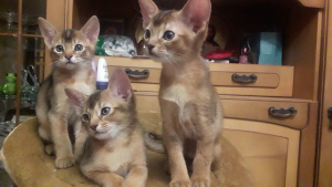 Photo №3. Abyssinian boys pure race. Ukraine