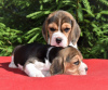 Photo №3. Magnifiques chiots Beagle anglais à vendre. Ukraine