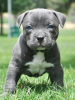 Photo №1. american pit bull terrier - à vendre en ville de Stockholm | négocié | Annonce №113173