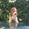 Photo №2 de l'annonce № 68895 de la vente beagle - acheter à Ukraine de la fourrière, éleveur
