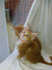 Photo №3. Chatons Maine Coon en bonne santé avec pedigree pour adoption maintenant. Allemagne