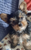 Photos supplémentaires: Beaux chiots Yorkshire terrier miniatures